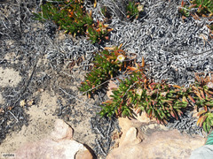 Carpobrotus edulis parviflorus