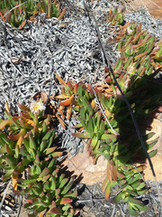 Carpobrotus edulis parviflorus