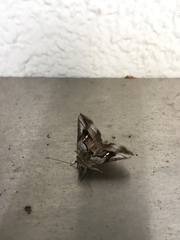 Macdunnoughia purissima