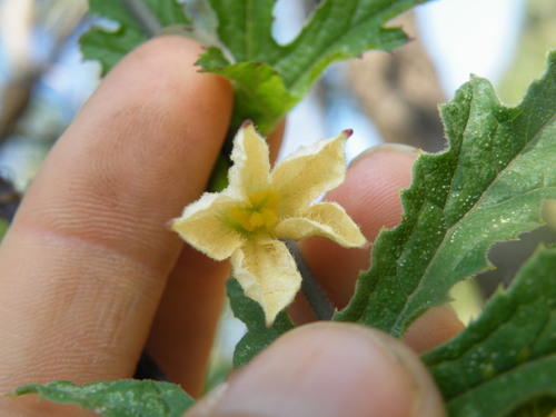 Image of Coccinia adoensis by (c) Antoinette Eyssell Knox, some rights reserved (CC BY-SA)
