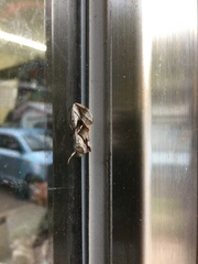 Macdunnoughia purissima