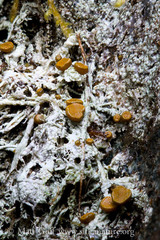 Brigantiaea fuscolutea