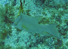 Lachnolaimus maximus