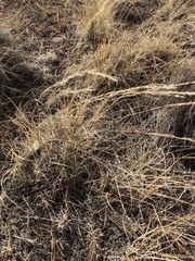 Muhlenbergia montana