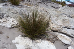 Austrostipa stipoides