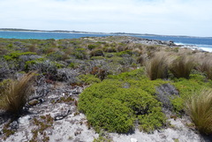 Austrostipa stipoides