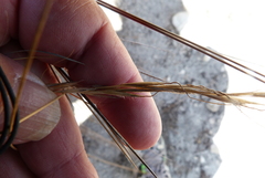 Austrostipa stipoides