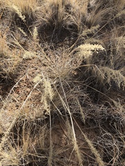 Blepharoneuron tricholepis