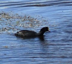 Fulica gigantea