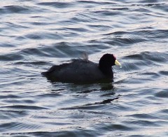 Fulica ardesiaca