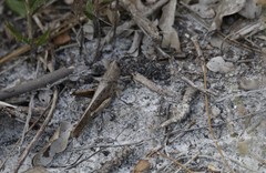 Schistocerca rubiginosa