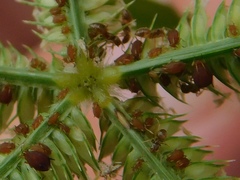 Brachymyrmex obscurior