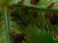 Brachymyrmex obscurior