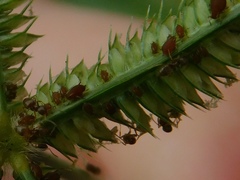 Brachymyrmex obscurior