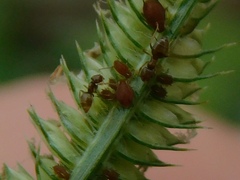 Brachymyrmex obscurior