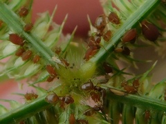 Brachymyrmex obscurior