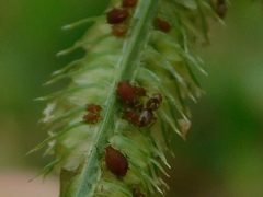 Brachymyrmex obscurior