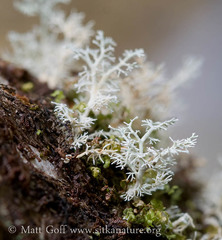 Sphaerophorus venerabilis