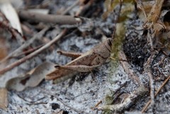 Schistocerca rubiginosa