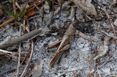 Schistocerca rubiginosa