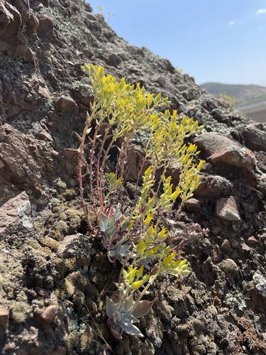 Dudleya verityi