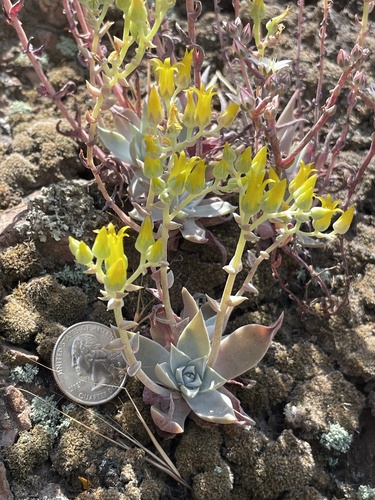 Dudleya verityi