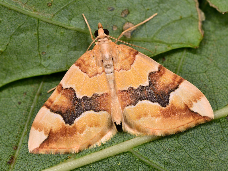 Barred Yellow