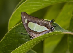 Polyura