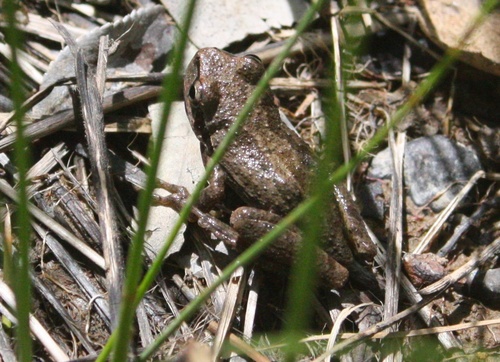 Pseudacris regilla