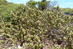 Lasiopetalum schulzenii