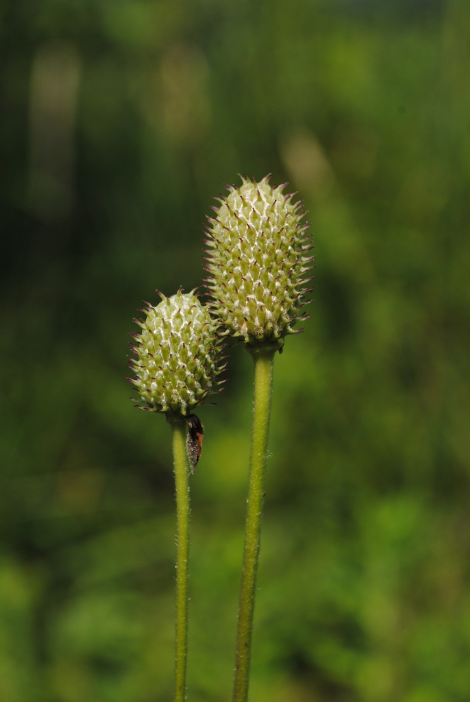 tall thimbleweed