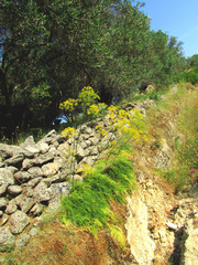 Elaeoselinum asclepium