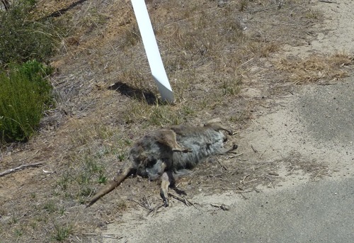 Tammar Wallaby