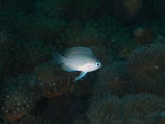 Grey Damsel photo 5