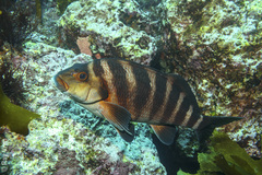 Chirodactylus spectabilis