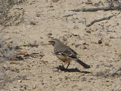 Mimus patagonicus