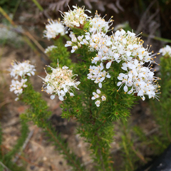 Agathosma ciliaris