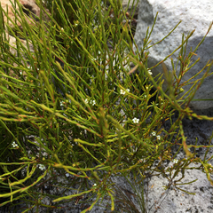 Coleonema juniperinum