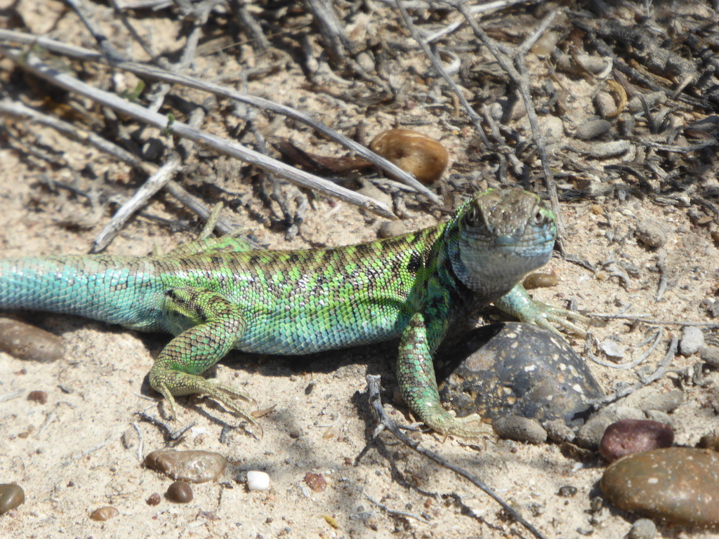 Liolaemus melanops