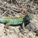 Black-faced Smooth-throated Lizard - Photo no rights reserved, uploaded by kkacheltje