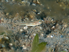 East Indies Siltgoby photo 1