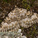 Coenotephria ablutaria - Photo (c) Paolo Mazzei, algunos derechos reservados (CC BY-NC), subido por Paolo Mazzei