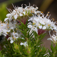 Agathosma ciliaris