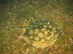 Urobatis concentricus