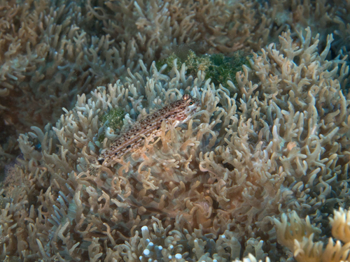 Istigobius nigroocellatus observed 2023-05-17
