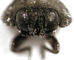 Telsimia subviridis