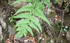 Hypolepis millefolium