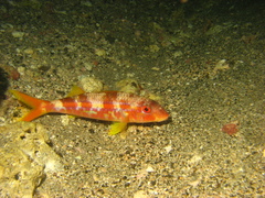 Mulloidichthys dentatus