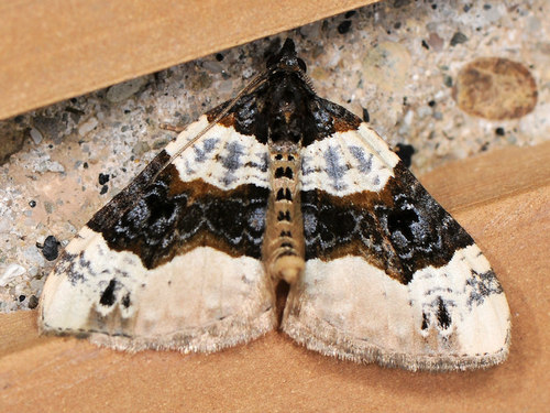 Juodjuostė Cidarija nuotrauka