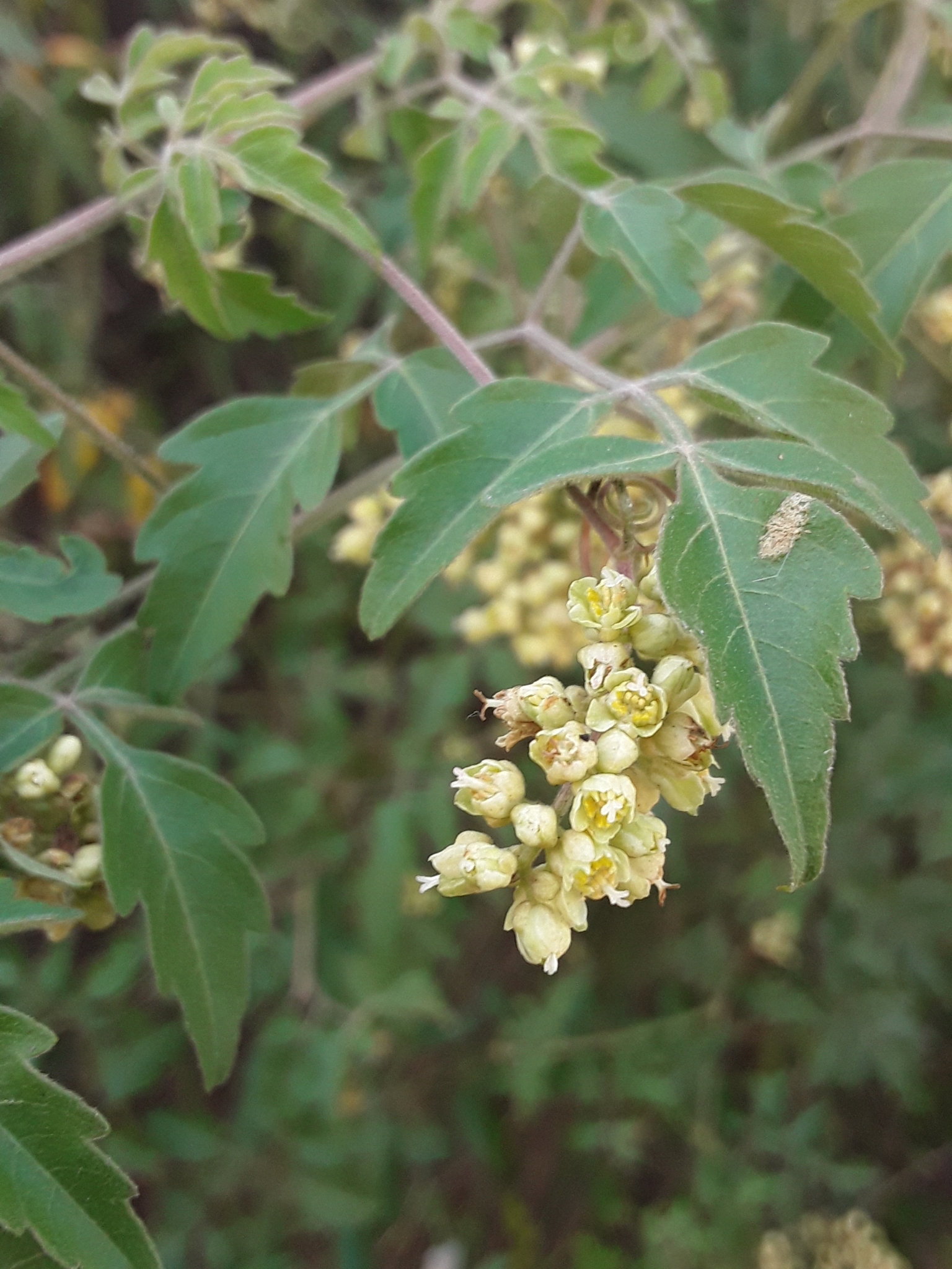 Serjania brachycarpa